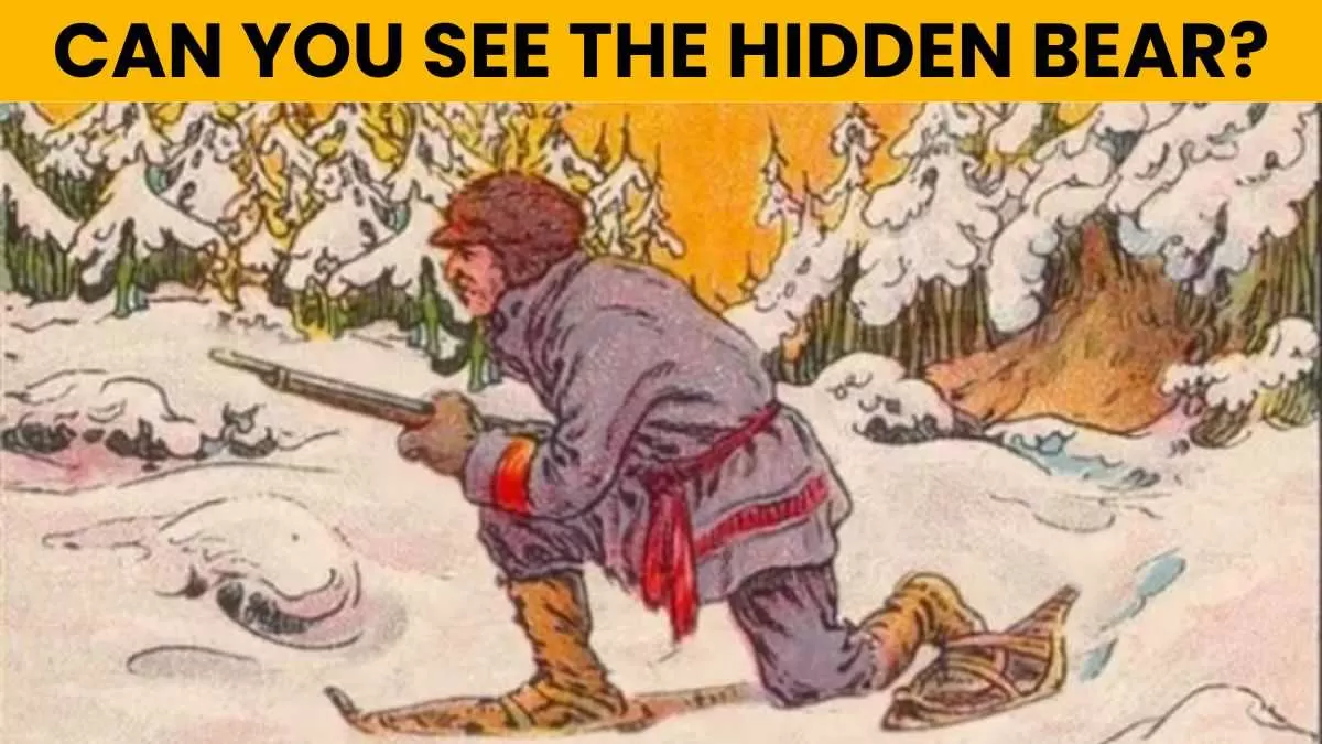 Spot the bear.