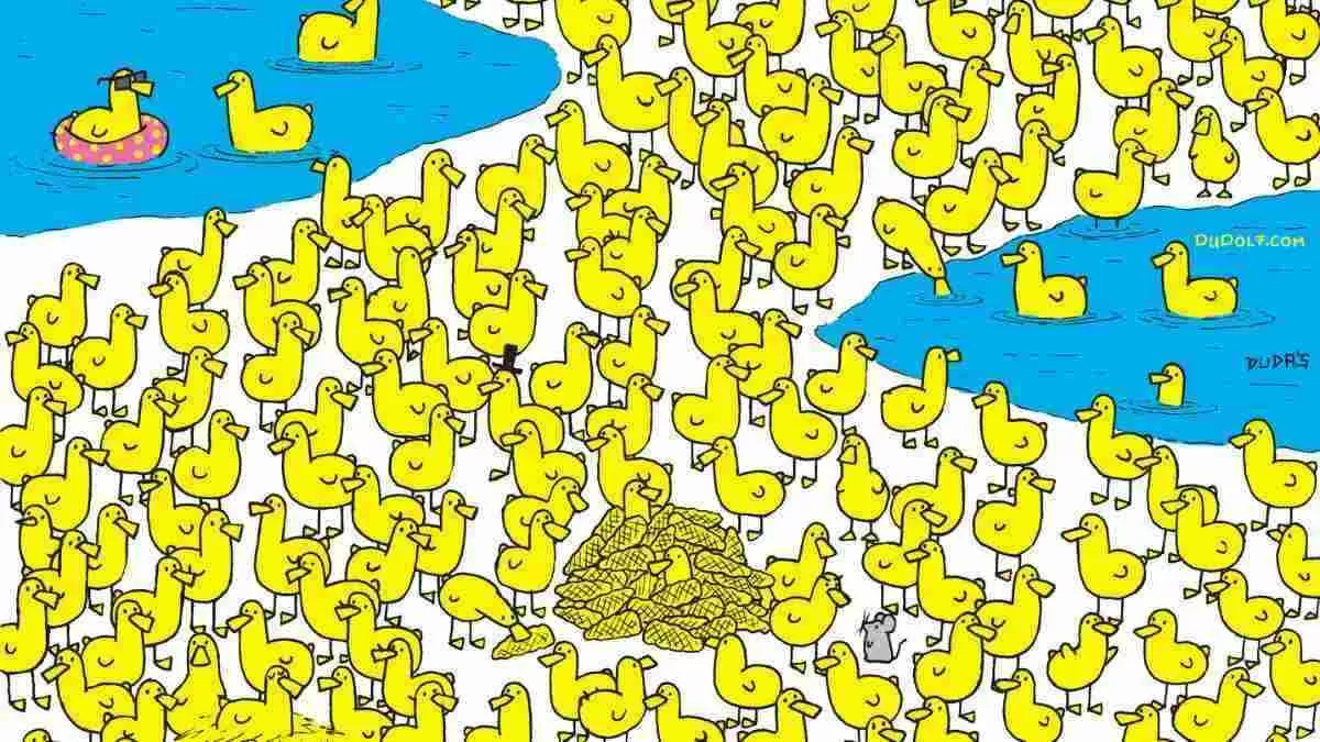 Spot the baby chick.