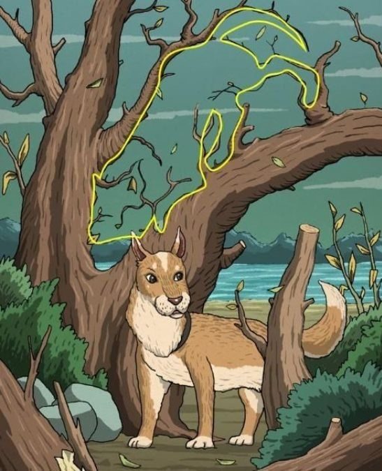 optical illusions with answers