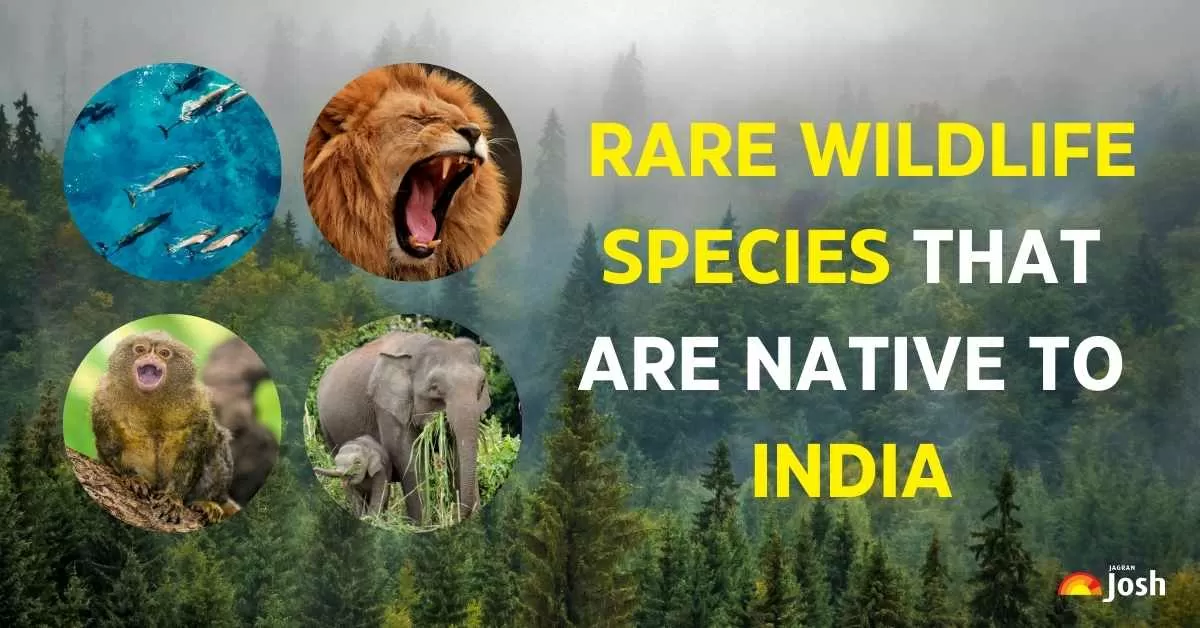 Exclusive to India: 10 Rare Animal Species You Need to Know