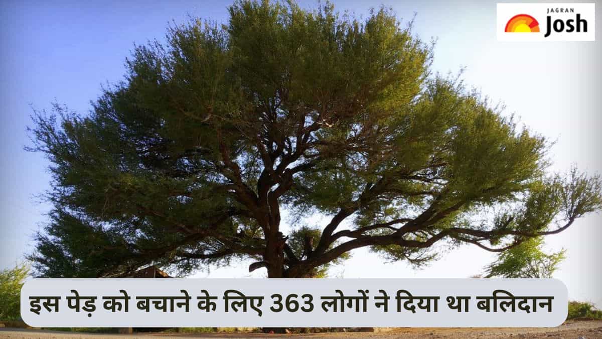 रेगिस्तान का वह पेड़, जिसे बचाने के लिए बिश्नोई समाज के 363 लोगों ने दिया था बलिदान 
