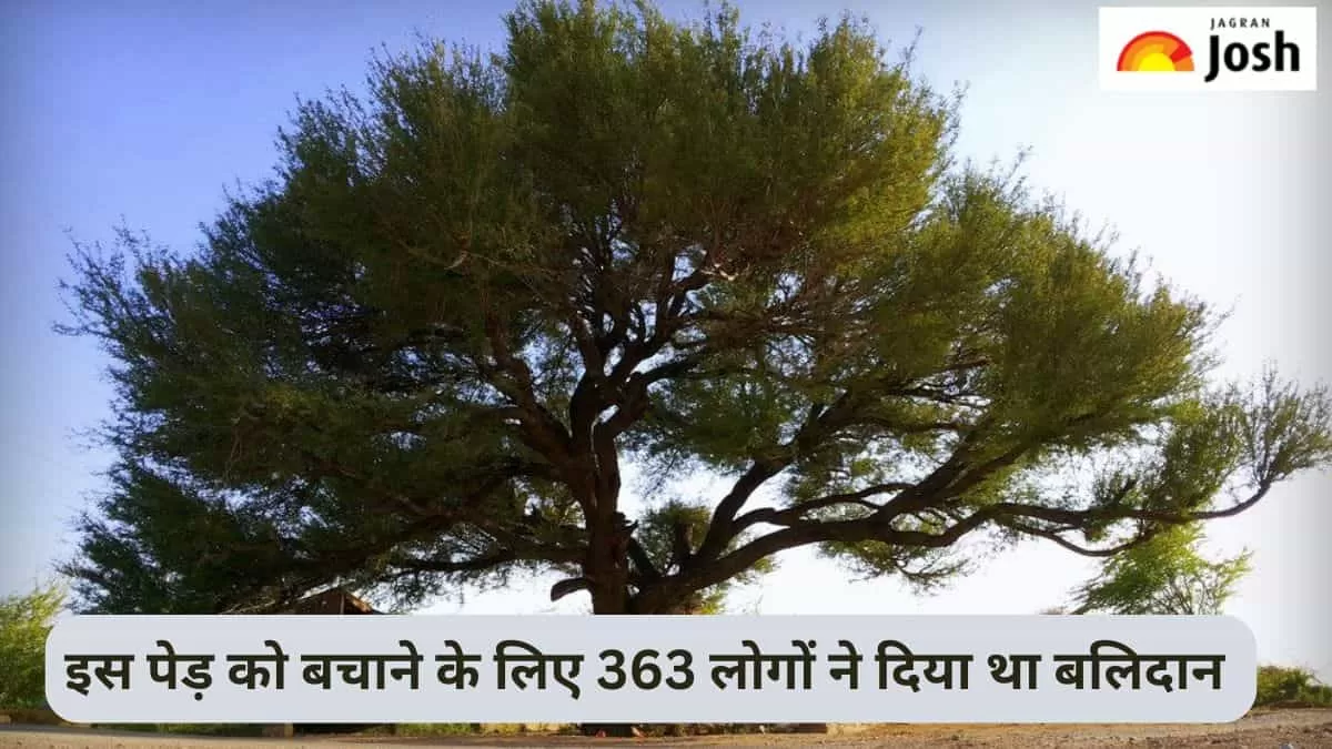 रेगिस्तान का वह पेड़, जिसे बचाने के लिए बिश्नोई समाज के 363 लोगों ने दिया था बलिदान 