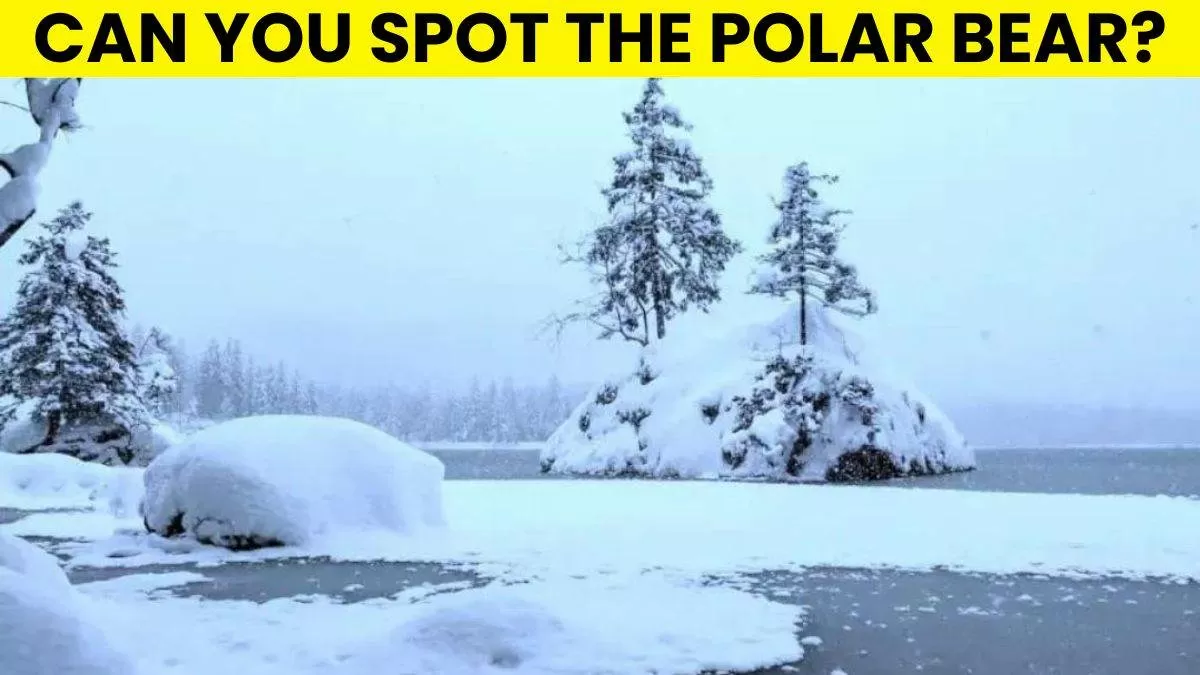 Spot the polar bear.