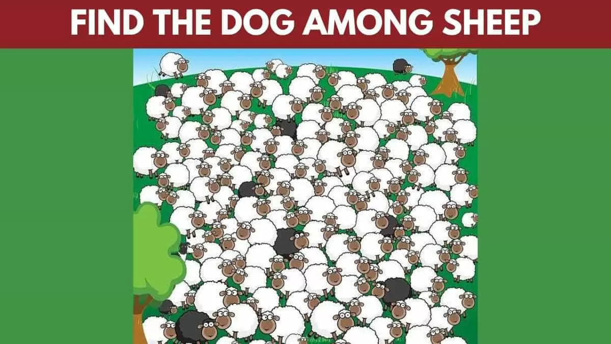 Find the dog
