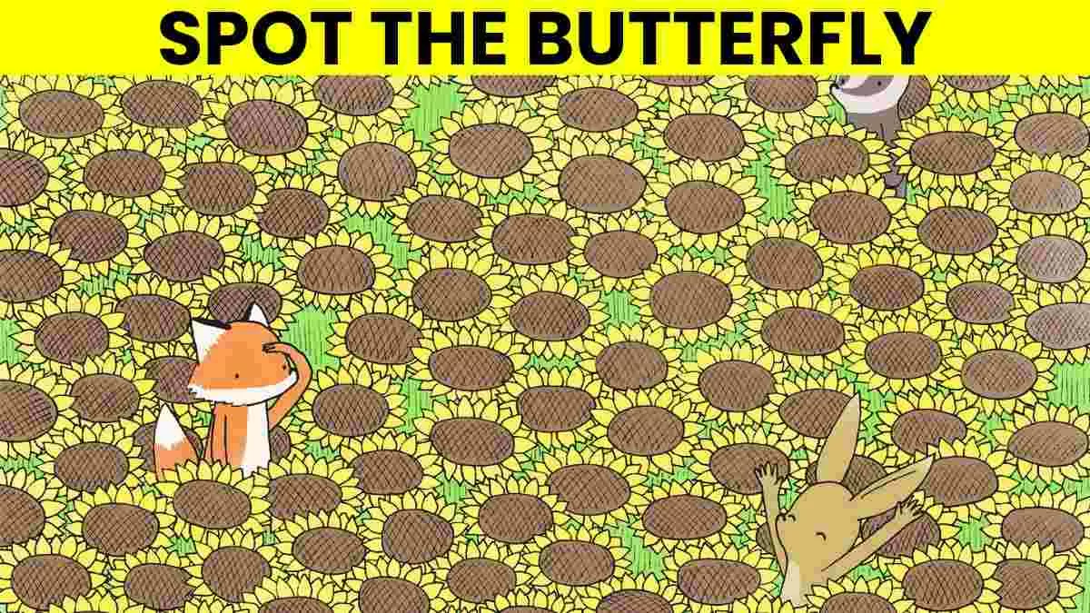 Spot the butterfly.