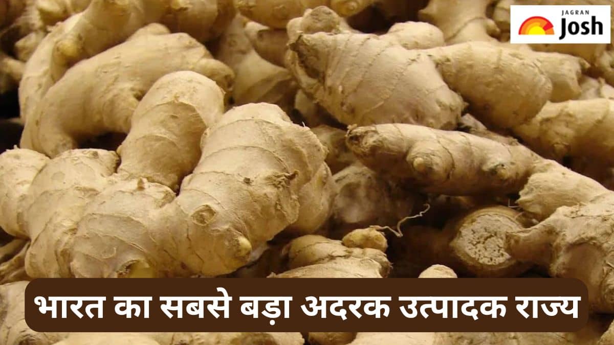 भारत का सबसे बड़ा अदरक उत्पादक राज्य कौन-सा है, जानें 