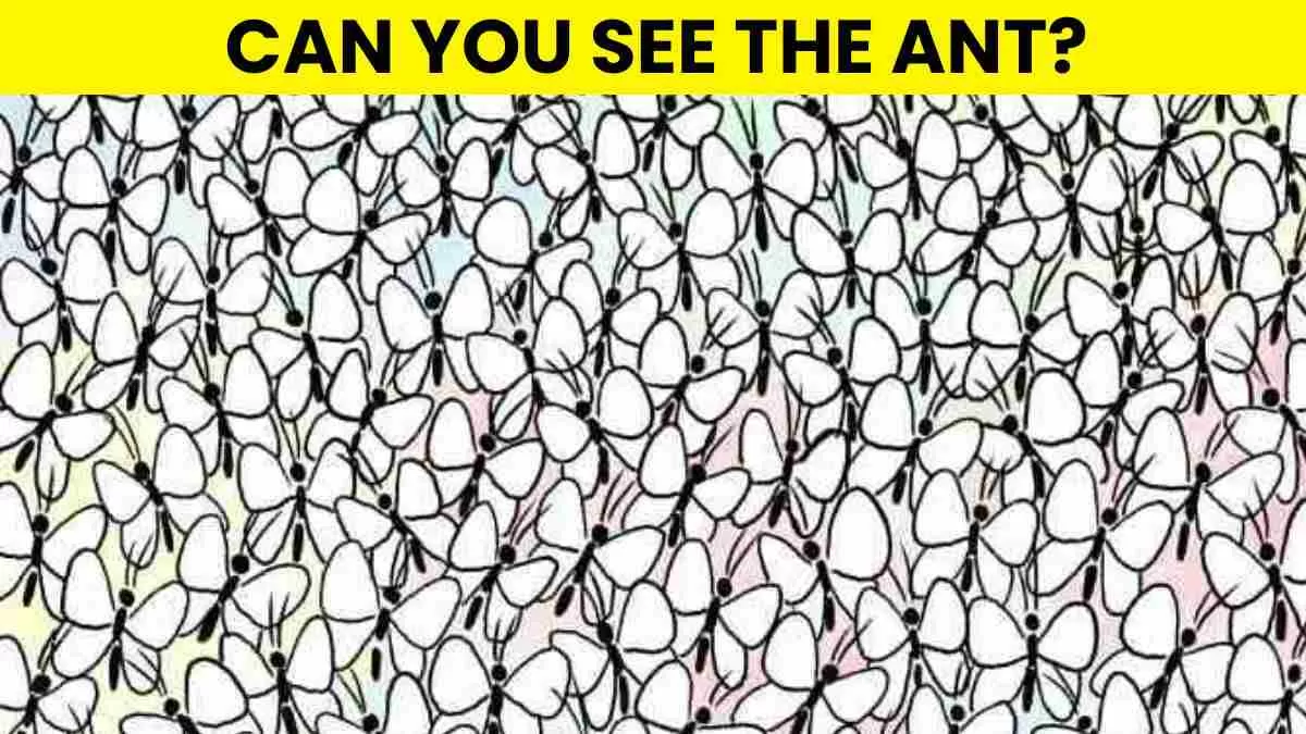 Spot the ant.