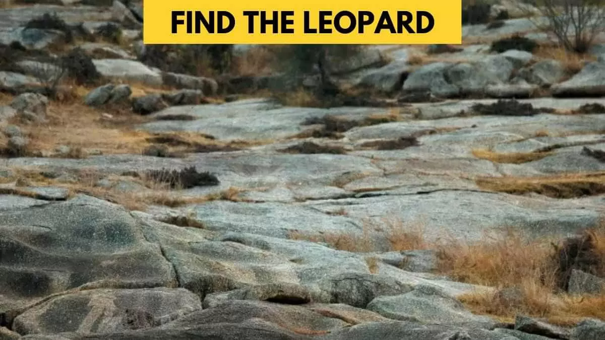 Find the leopard