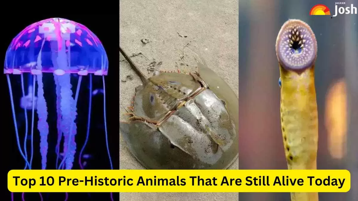 Top 10 Pre-Historic Animals That Are Still Alive