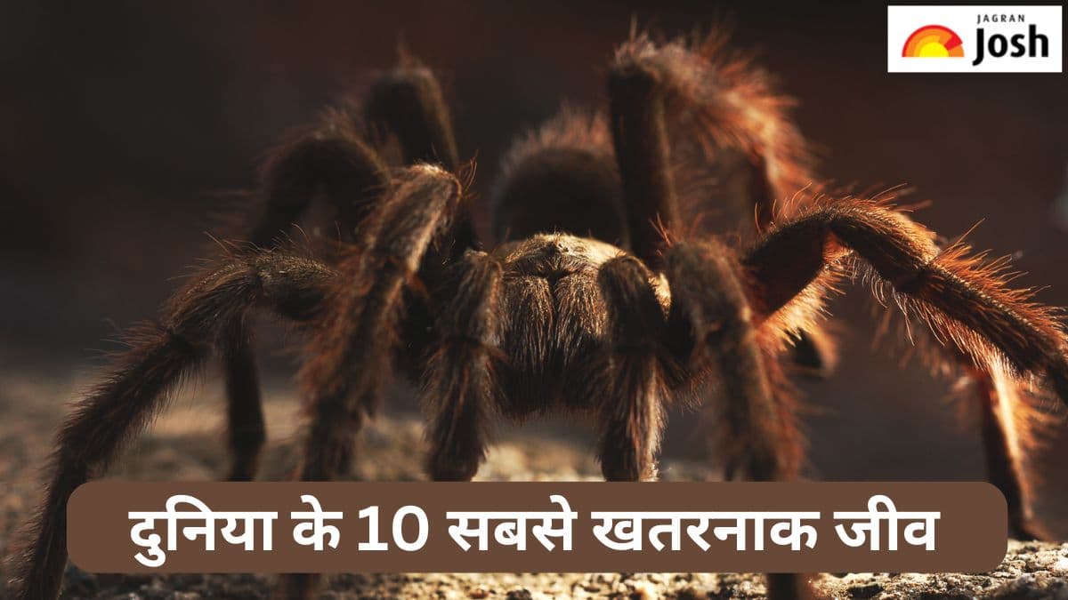 दुनिया के 10 खतरनाक जीवों की सूची, यहां पढ़ें 