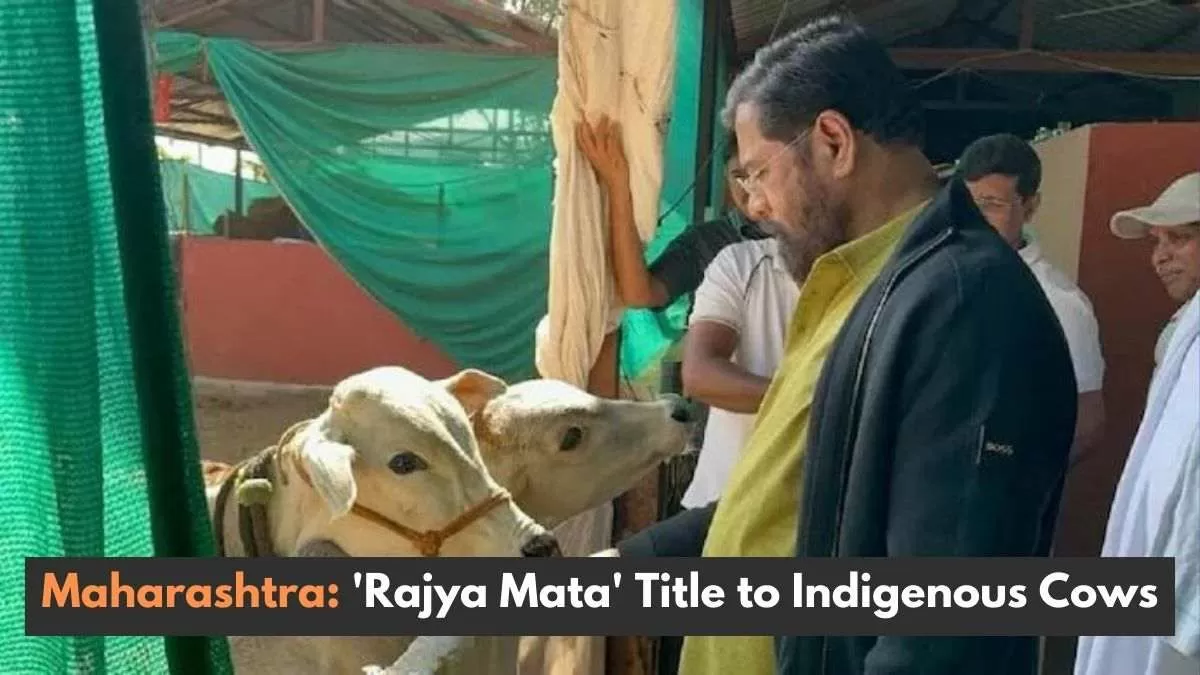 Maharashtra government has bestowed the title of "Rajyamata-Gomata" upon native cows of the state. 
