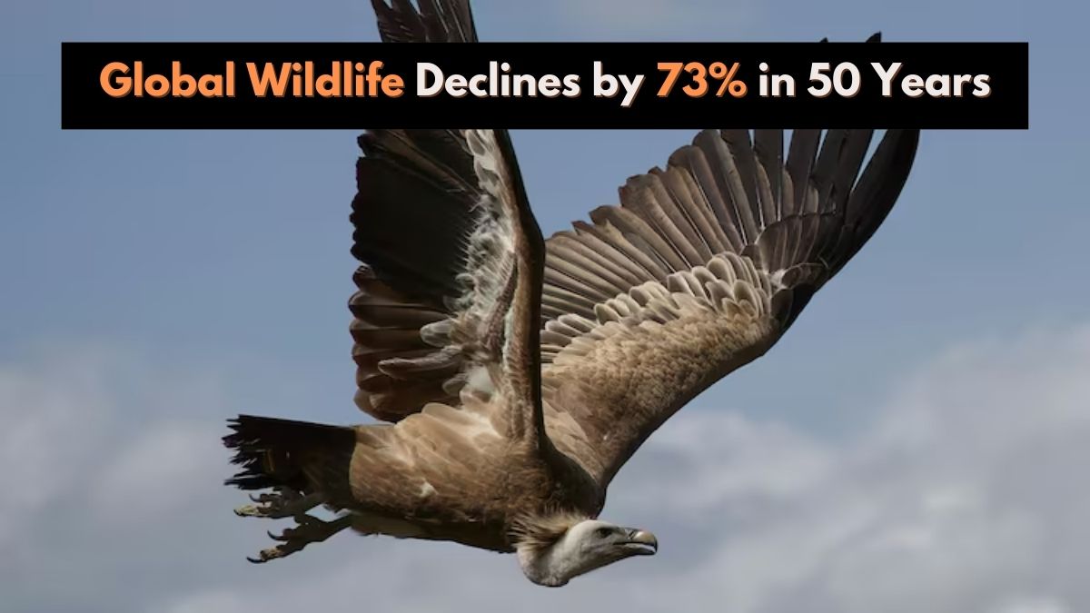 Global Wildlife Declines by 73% in 50 Years; 3 Indian Vulture Species Near Extinction