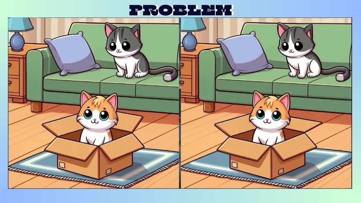 Find 3 Differences in Kitten in Box Picture in Just 25 Seconds