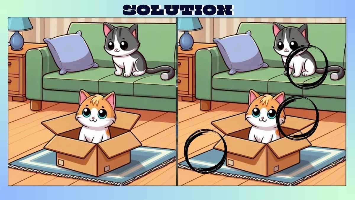 Find 3 Differences in Kitten in Box Picture in Just 25 Seconds