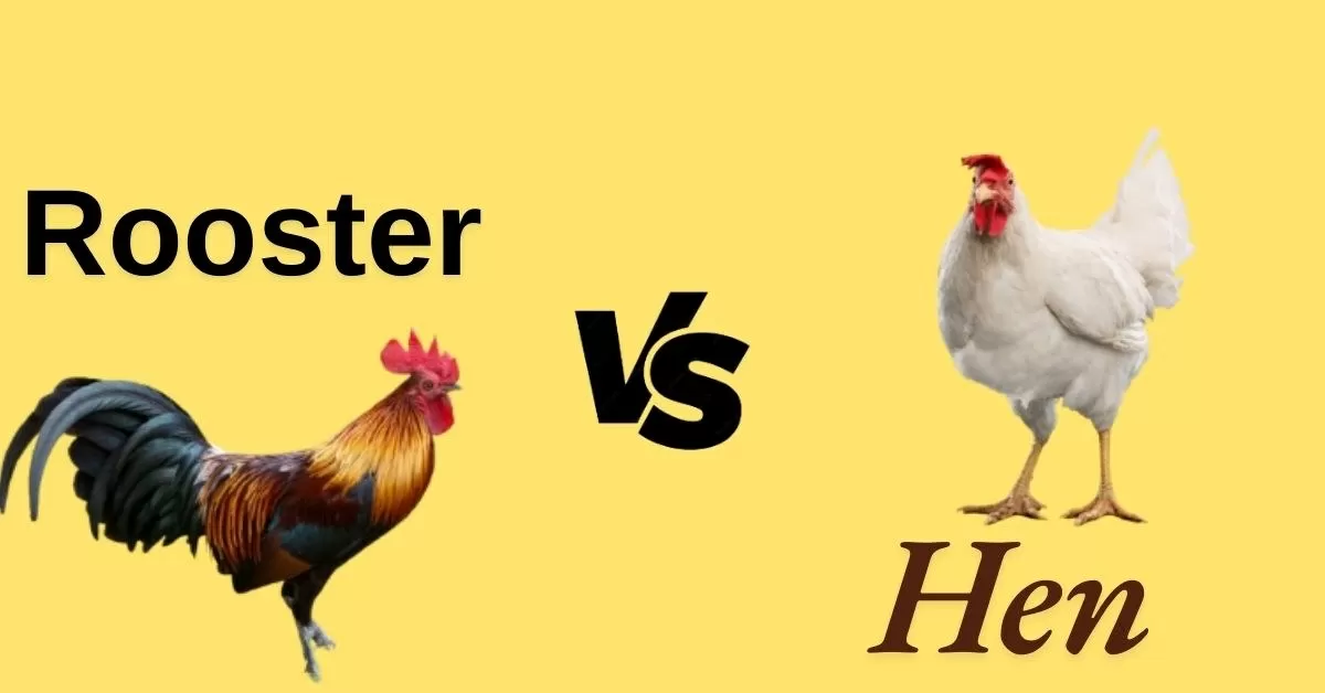 Know in details difference between Rooster and Hen