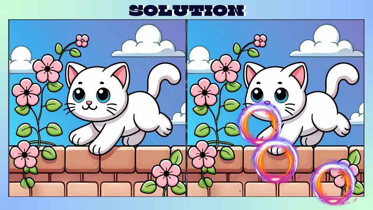 Find 3 Differences in Cute Kitten Picture in Just 28 Seconds