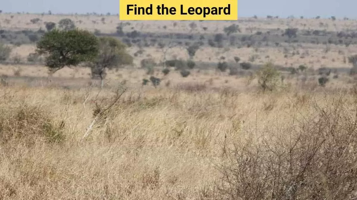 Find the leopard
