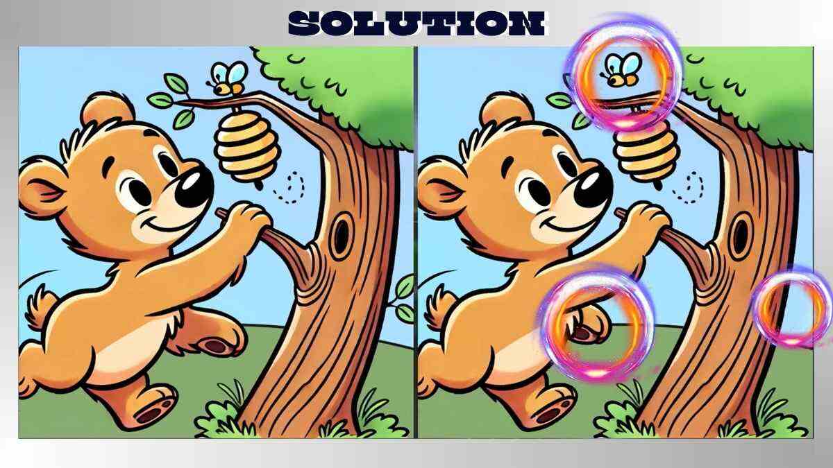 Find 3 Differences in Brown Bear and Beehive Pictures in Just 12 Seconds