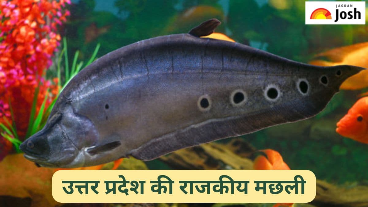 उत्तर प्रदेश की राजकीय मछली कौन-सी है, जानें 