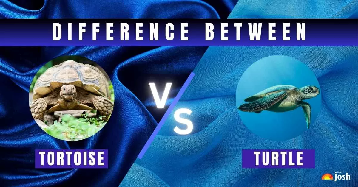 Difference Between Tortoise and Turtle