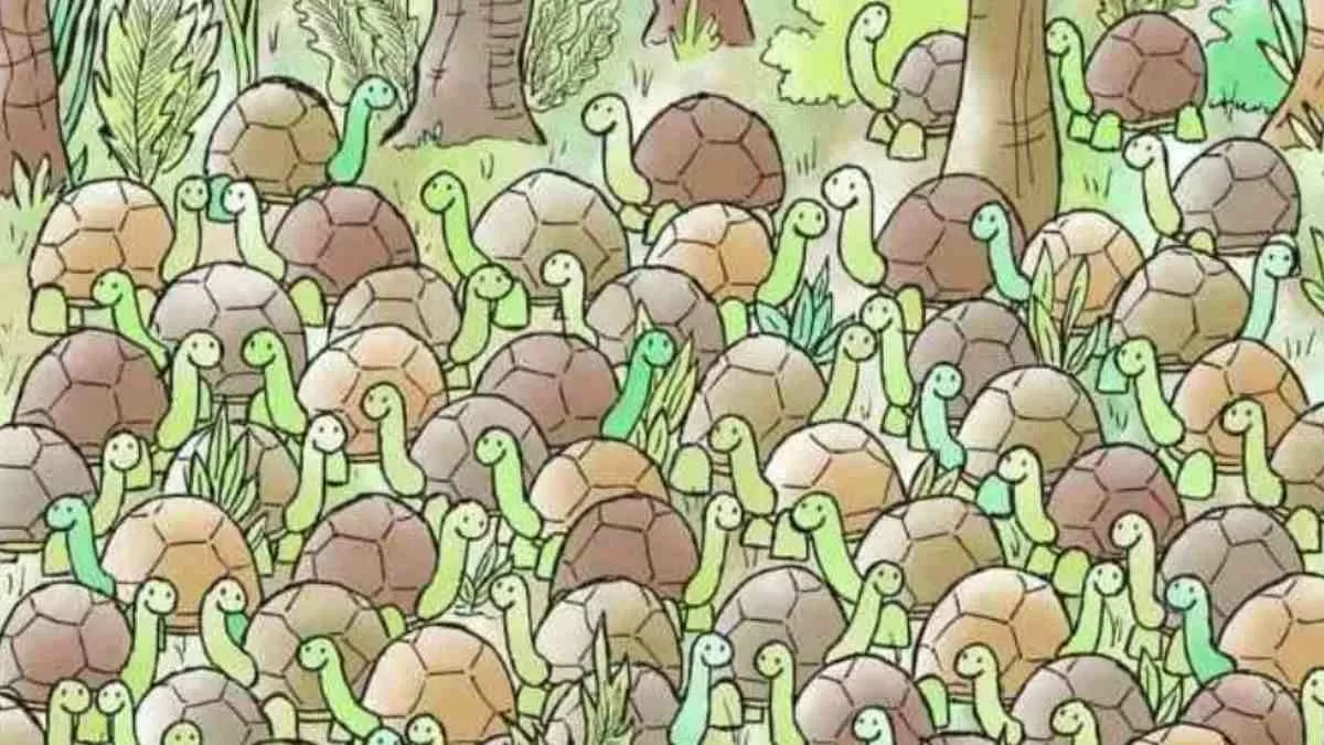 Spot the snake.