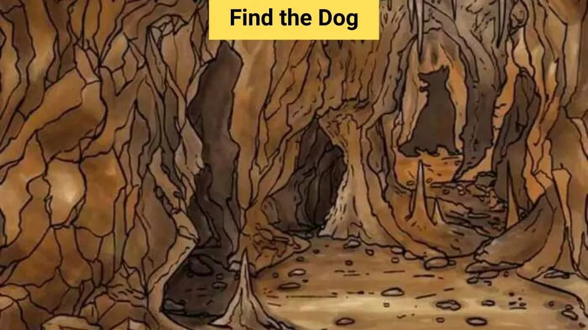 Find the hidden dog