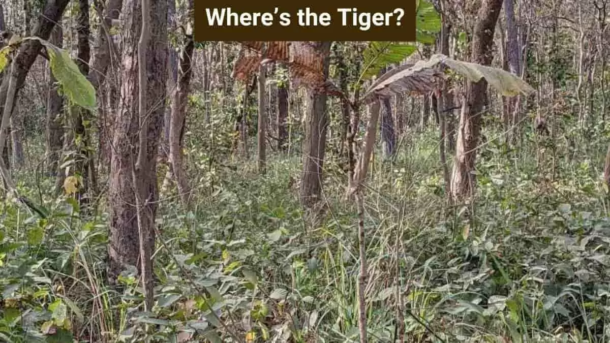Find the hidden tiger