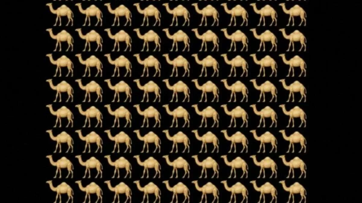 Spot the odd camel.