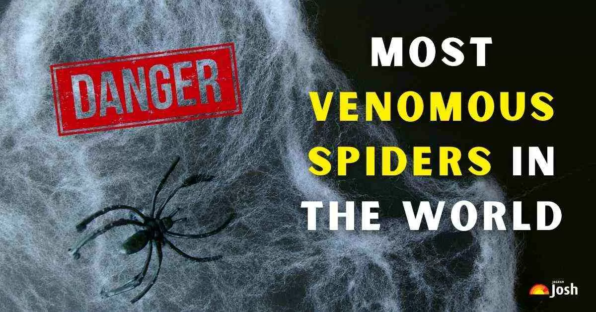 Most Venomous Spiders in the World
