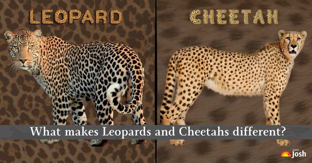 Difference between Leopard and Cheetah