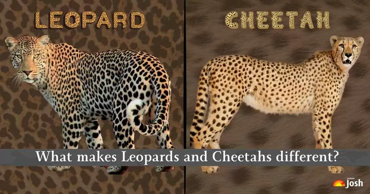 What makes Leopards and Cheetahs different?