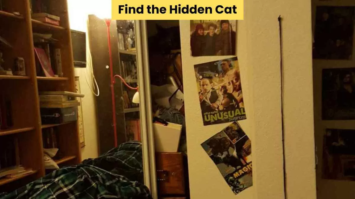 Find the hidden cat