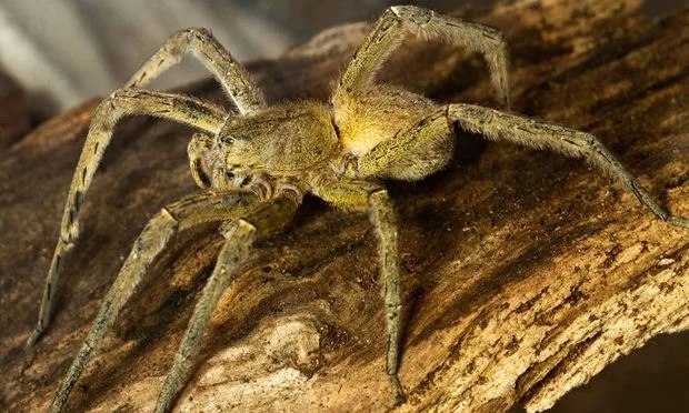 Brazilian Wandering Spider