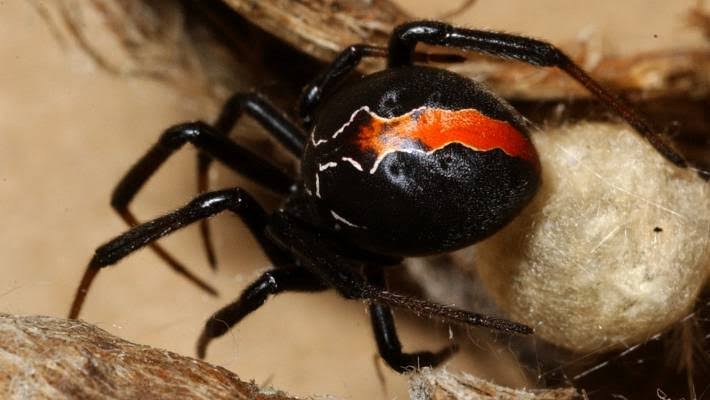 List of the Top 5 Most Venomous Spiders in the World