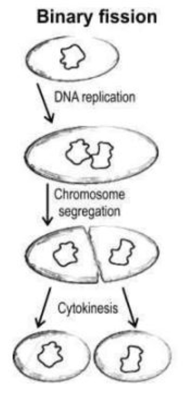 assignment of biology class 11