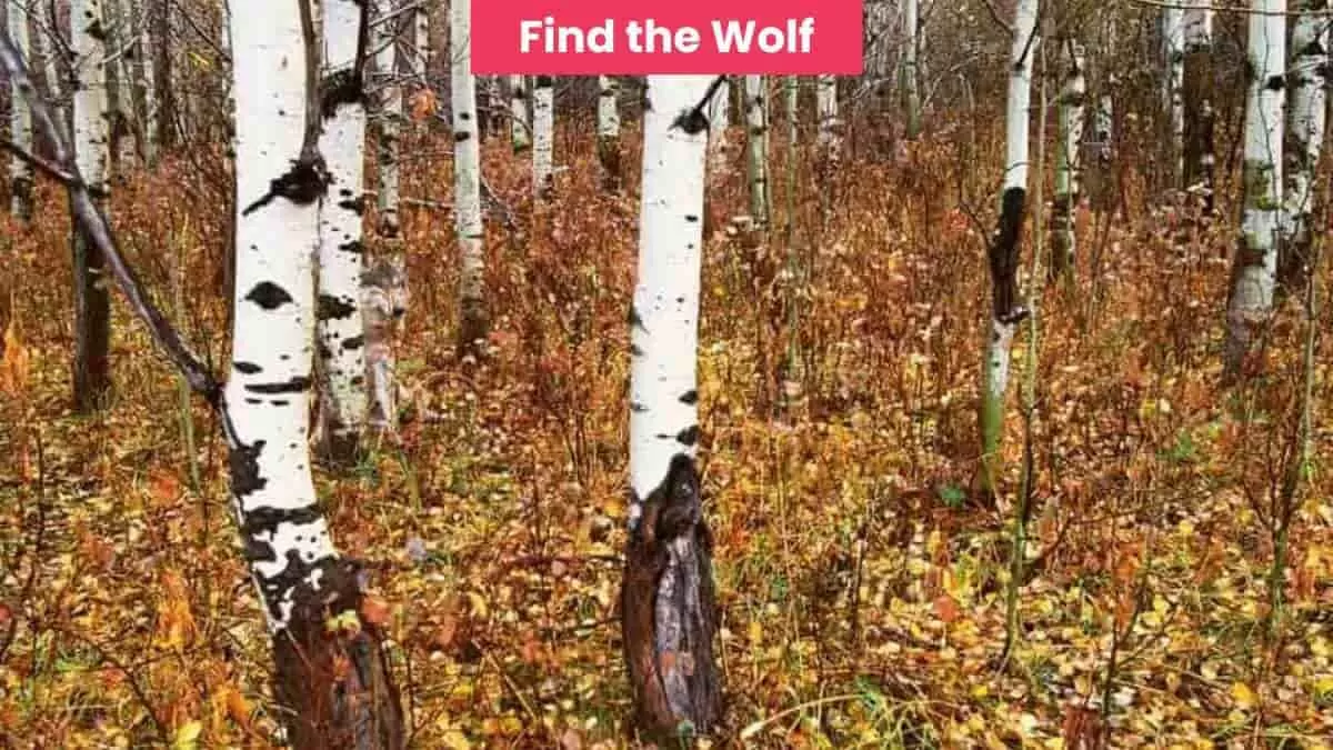 Brain Teaser: Find the hidden wolf