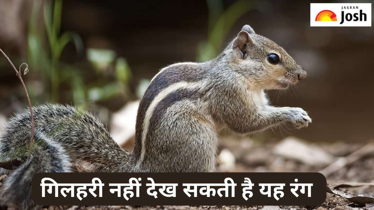 गिलहरी कौन-सा रंग नहीं देख सकती है, जानें