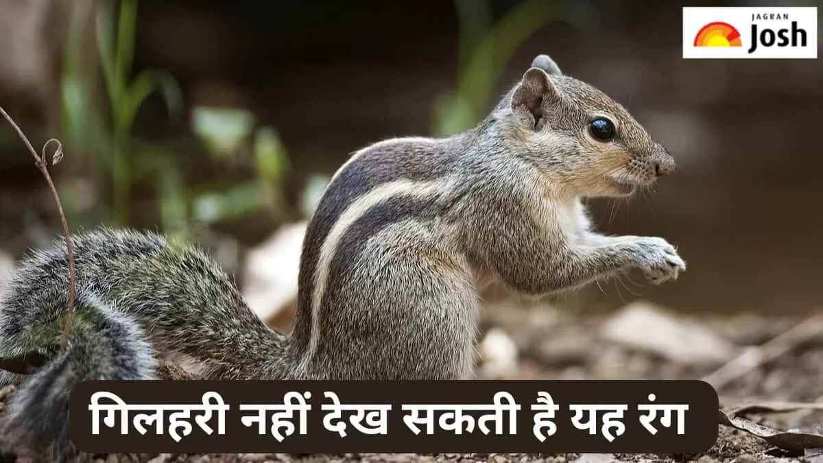 गिलहरी नहीं देख सकती है यह रंग