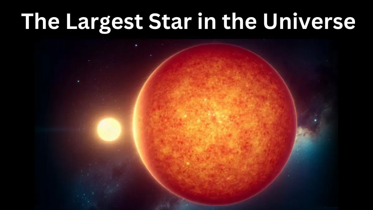 The Largest Star in the Universe