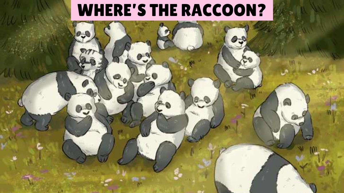 Only Highly Intelligent Minds Can Find the Raccoon Among Pandas in 5 Seconds!