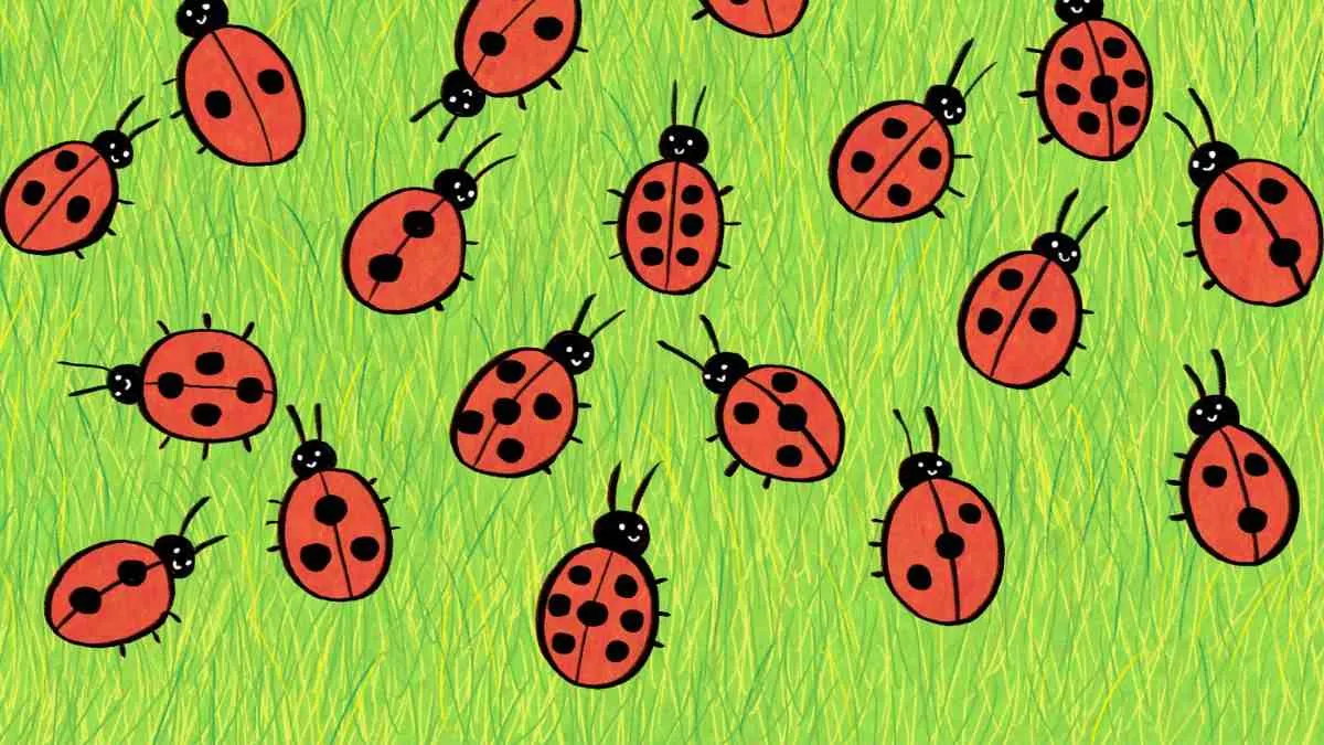 Which ladybug has a unique pattern?