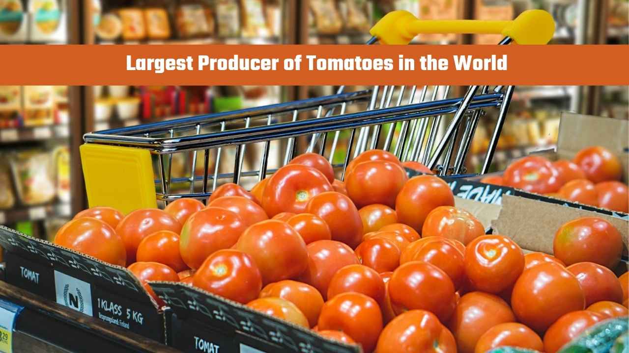 Which Country is the Largest Producer of Tomatoes in the World?