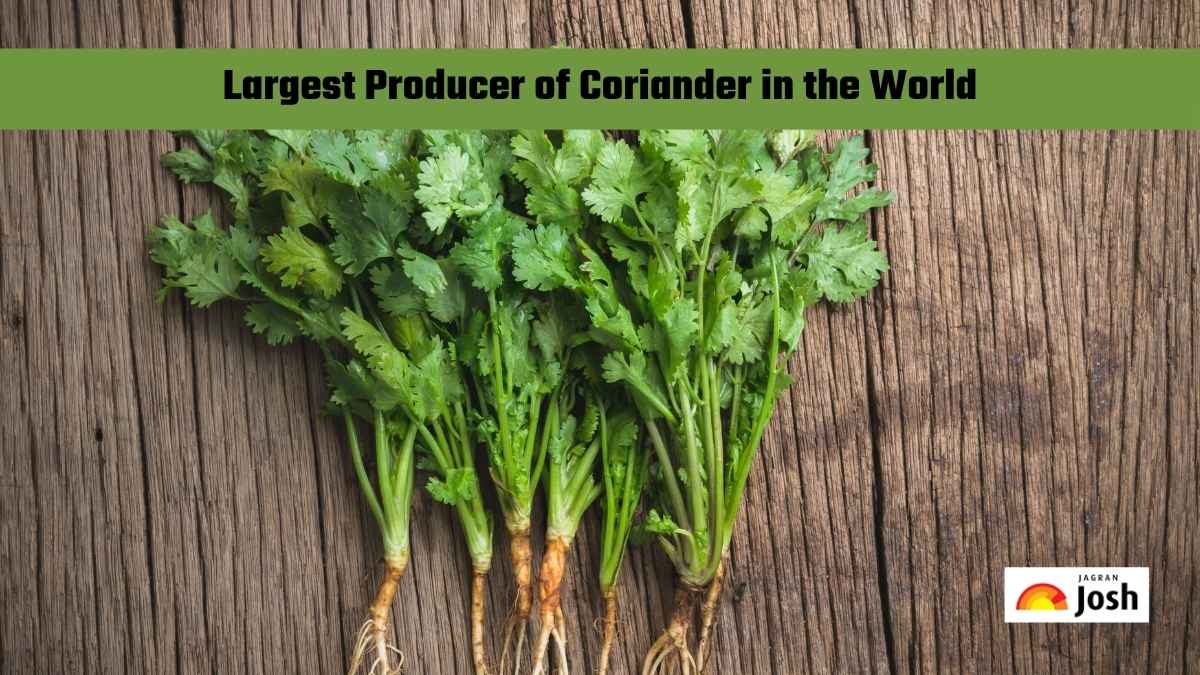 Which Country is the Largest Producer of Coriander in the World?