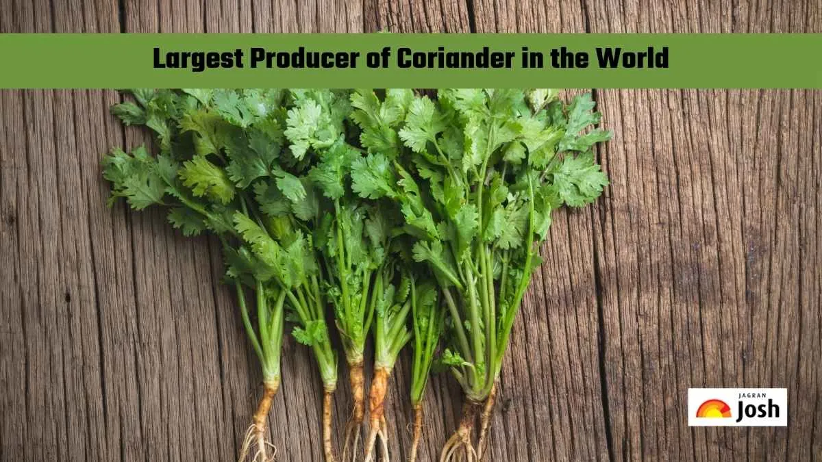 Largest Producer of Coriander