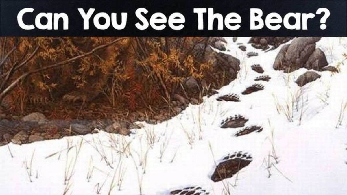 How Observant Are You? Only 1% With Eyes Sharp As A Hawk Can Spot The Hidden Bear In 5 Seconds!