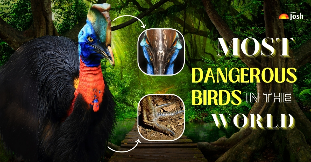 Which Bird is the Most Dangerous in the World? List of Top 5 Deadliest Birds in the World