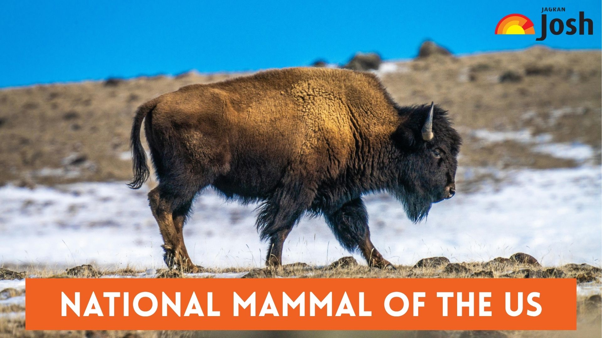 10 Interesting Facts on the National Mammal of the US