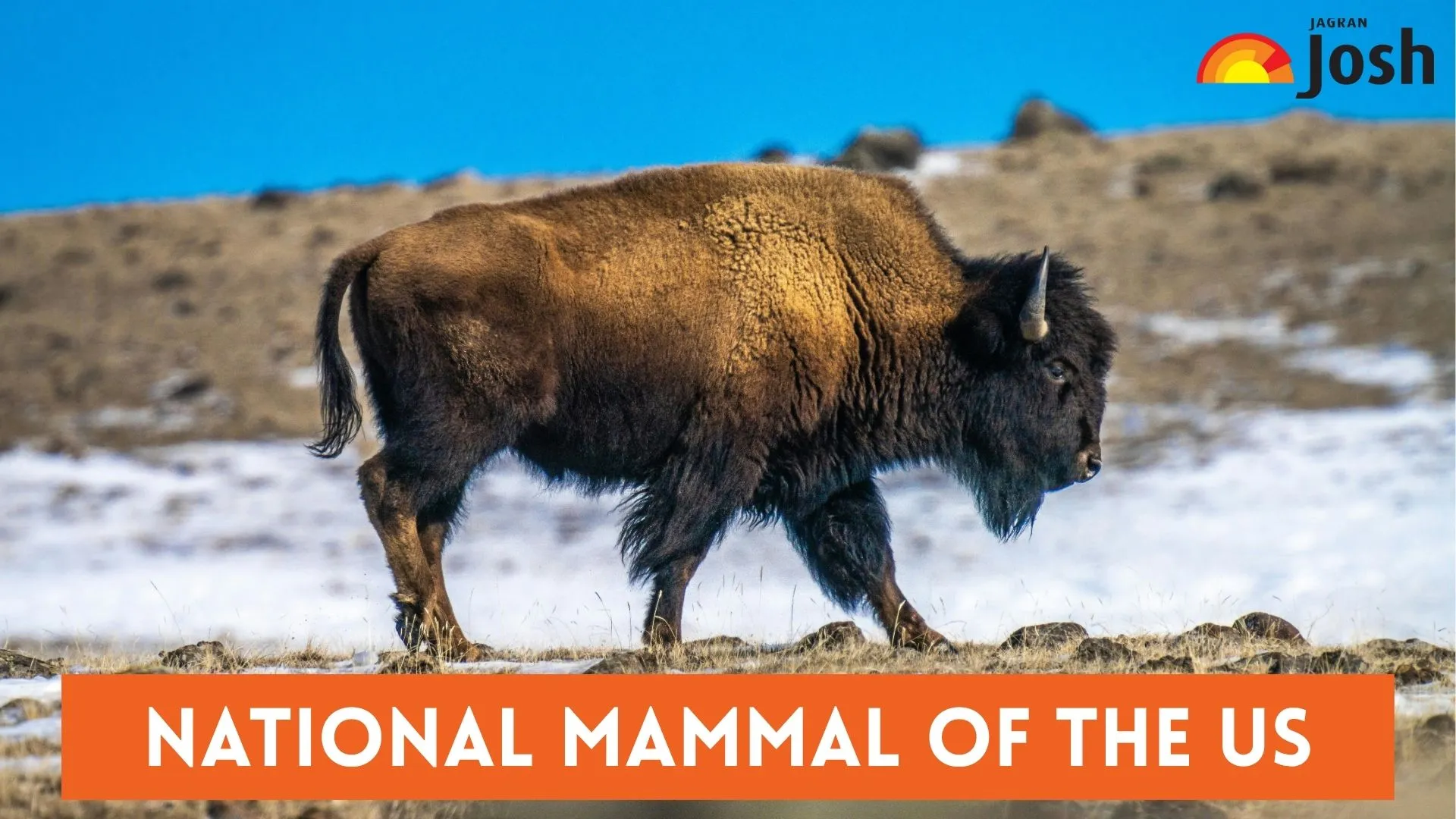 The national mammal of the US, Bison, is neither a cow or a buffalo but from the same family 'Bovidae'.