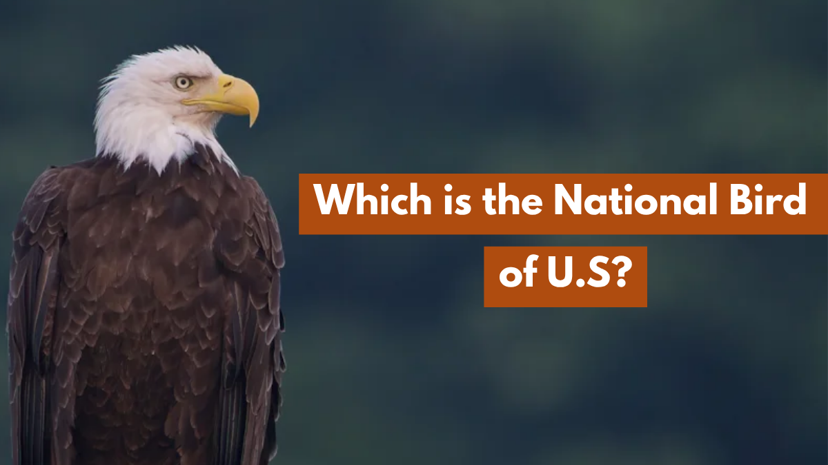 Which is the National Bird of the U.S?