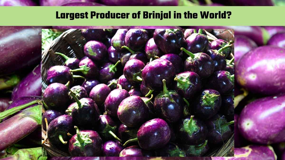 Which Country is the Largest Producer of Brinjal in the World?